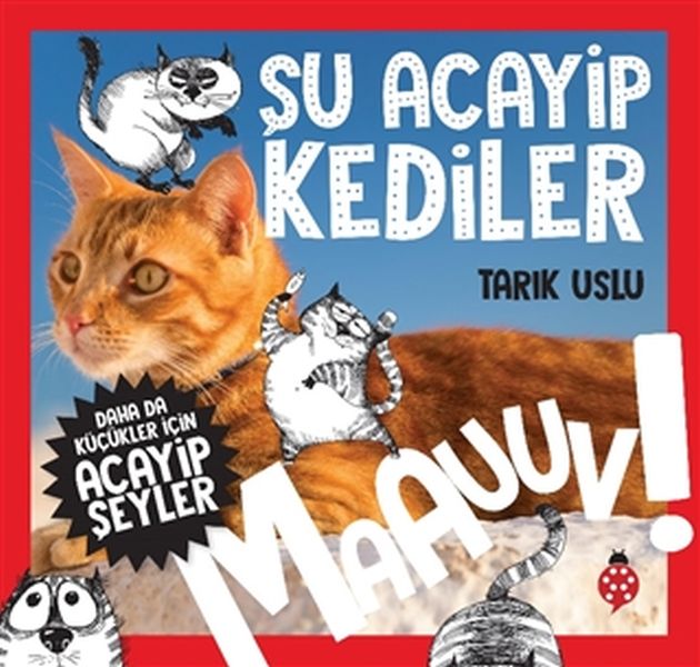 Daha Küçükler İçin Şu Acayip Kediler